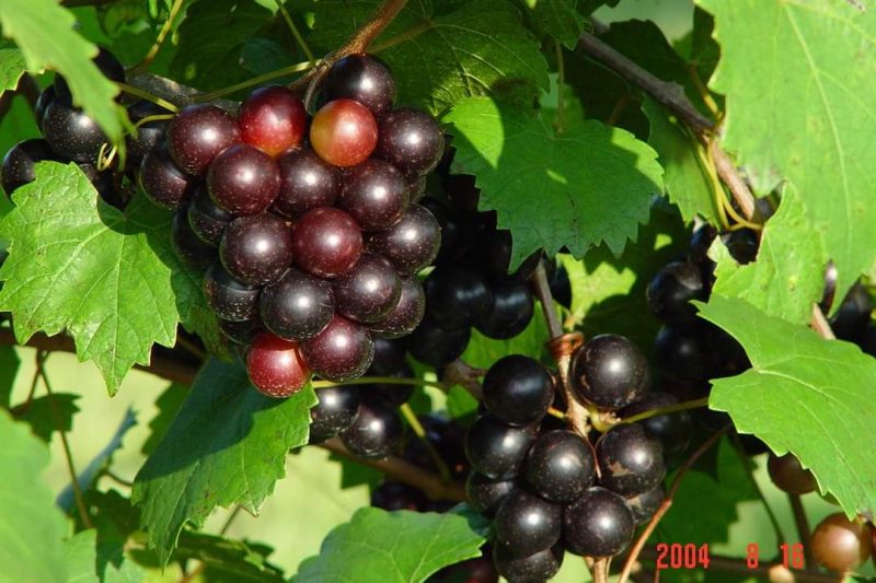 Polifenol lawan Corona ?