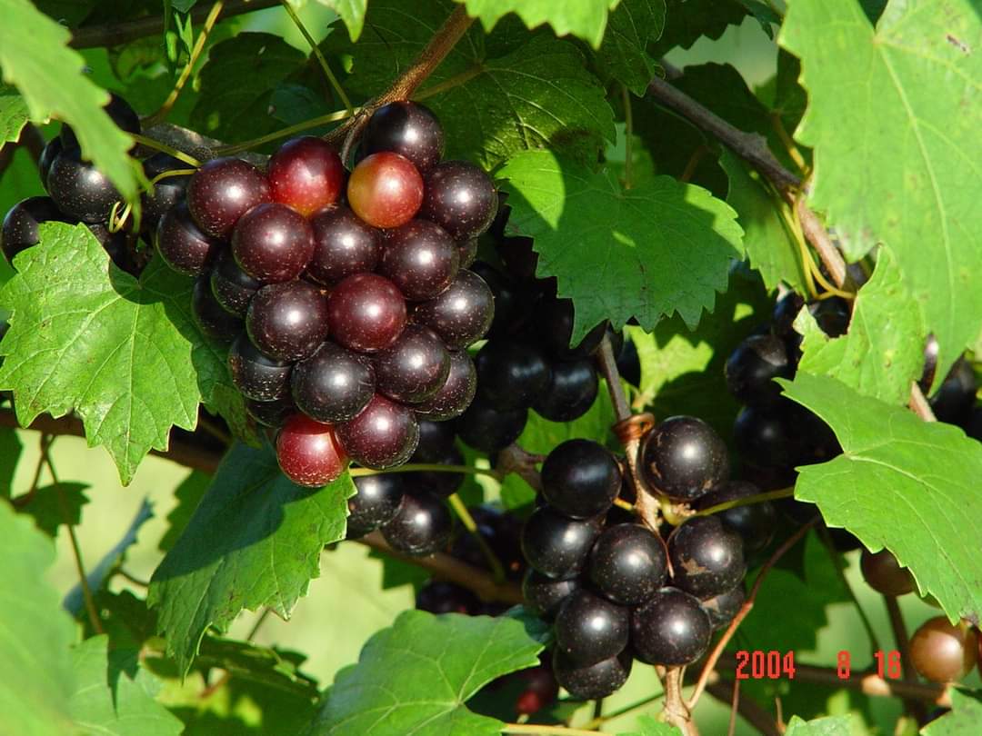 muscadinegrapes