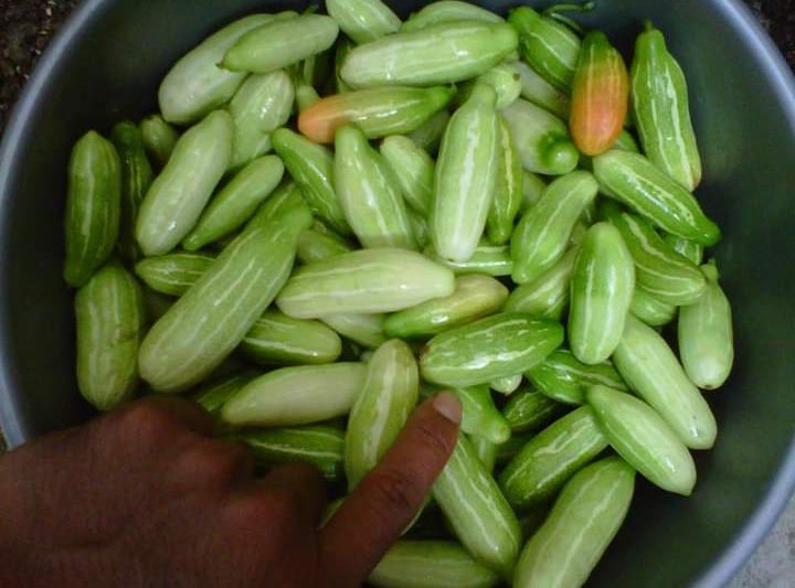 Timun Tikus Sedap Buat Ulam ?