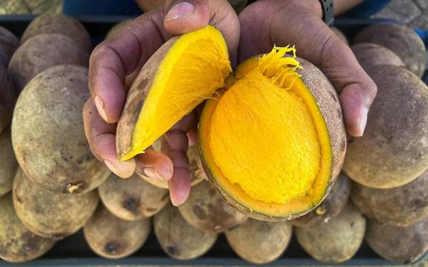 Buah Bambangan Hapus Kanser ?