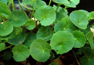 daun pegaga