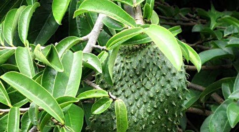 Daun Durian Belanda