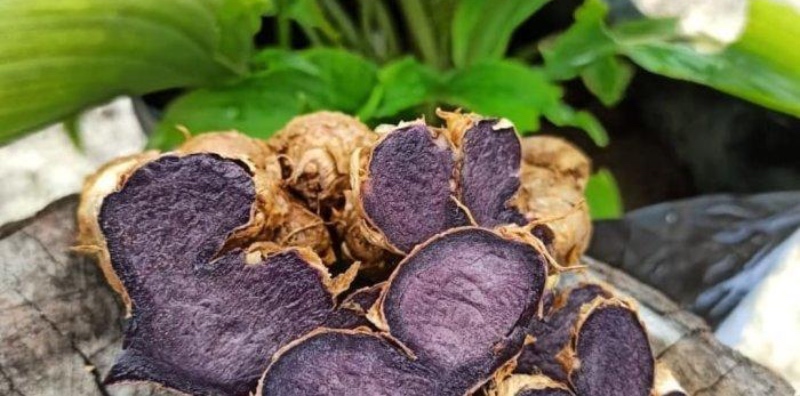 Kehebatan Kunyit Hitam