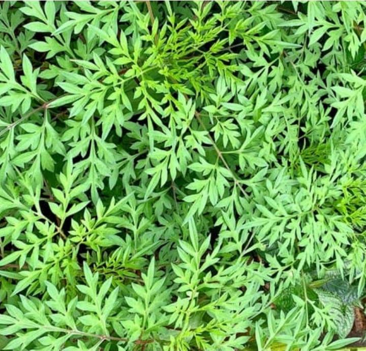 Ulam Raja : Khasiat, Kandungan Nutrisi