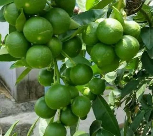 Limau Nipis Boleh Sembuhkan Kencing Manis ?