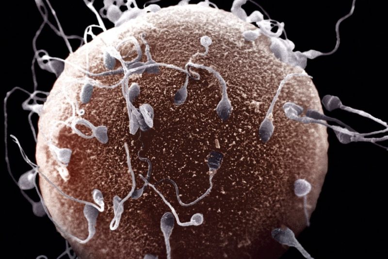 Cabaran Zuriat : Memahami Punca Kesukaran Hamil dan Langkah Mengatasinya