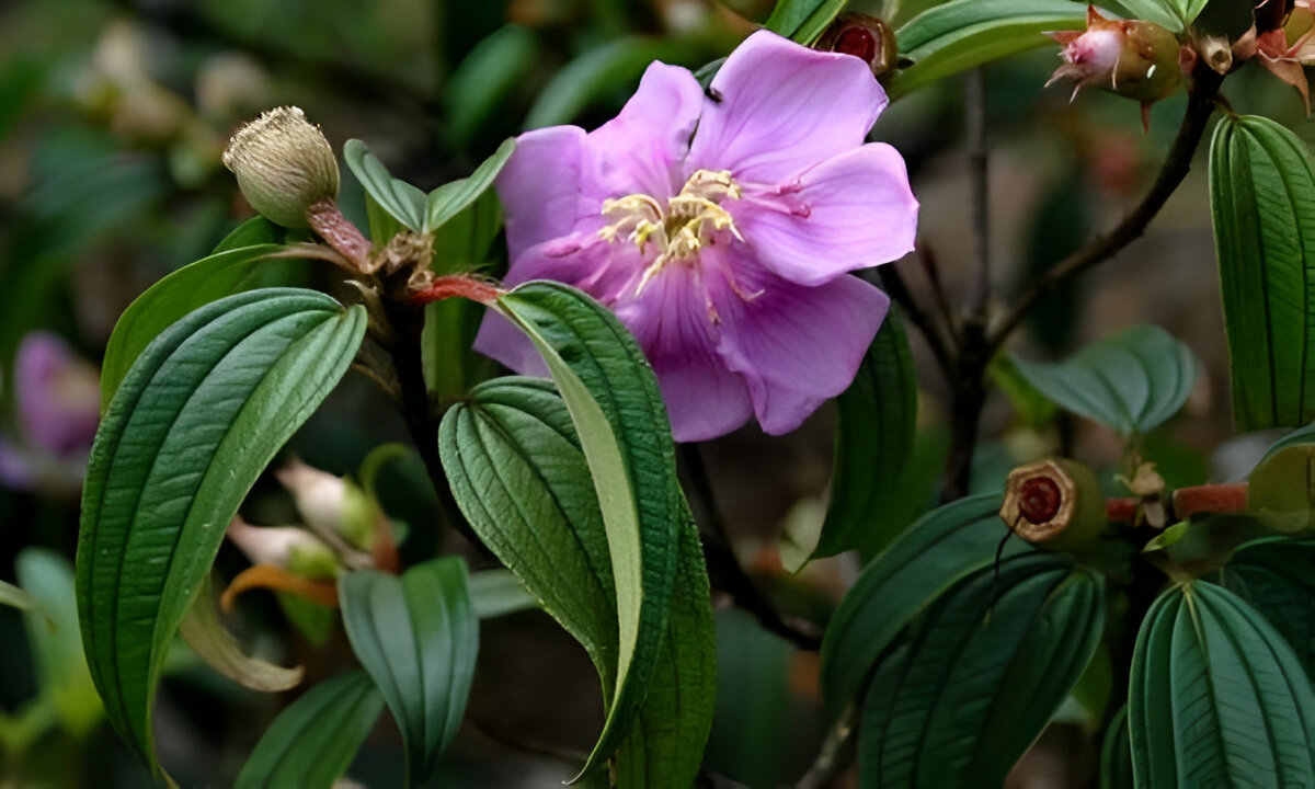 Pokok Senduduk Atasi Masalah Buasir, Cirit-Birit