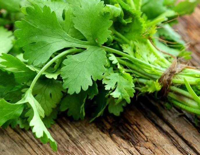 Jus Daun Ketumbar – Adakah Ia Benar-Benar Berkesan Menyingkirkan Logam Berat ?