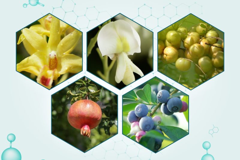 Tumbuhan Lindungi Sel – Membongkar Rahsia Alam   Wira Botani untuk Perisai Selular Terunggul